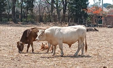 RANCHO, HACIENDA, VENTA, YECAPIXTLA, MORELOS
