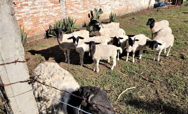 RANCHO, HACIENDA, VENTA, YECAPIXTLA, MORELOS