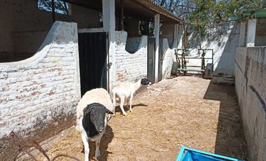 RANCHO, HACIENDA, VENTA, YECAPIXTLA, MORELOS