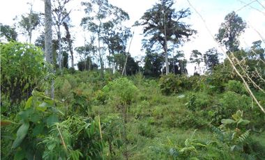 VENDO FUNDO DE 245 HA. EN LA MERCED - CHANCHAMAYO