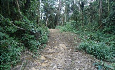 VENDO FUNDO DE 245 HA. EN LA MERCED - CHANCHAMAYO