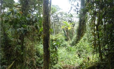 VENDO FUNDO DE 245 HA. EN LA MERCED - CHANCHAMAYO