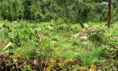 VENDO FUNDO DE 245 HA. EN LA MERCED - CHANCHAMAYO