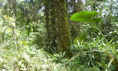 VENDO FUNDO DE 245 HA. EN LA MERCED - CHANCHAMAYO