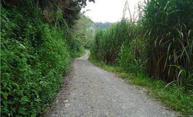 VENDO FUNDO DE 245 HA. EN LA MERCED - CHANCHAMAYO