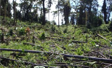 VENDO FUNDO DE 245 HA. EN LA MERCED - CHANCHAMAYO
