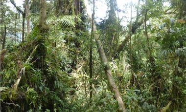 VENDO FUNDO DE 245 HA. EN LA MERCED - CHANCHAMAYO