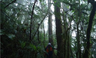 VENDO FUNDO DE 245 HA. EN LA MERCED - CHANCHAMAYO