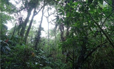 VENDO FUNDO DE 245 HA. EN LA MERCED - CHANCHAMAYO