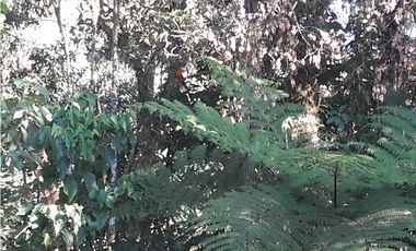 VENDO FUNDO DE 245 HA. EN LA MERCED - CHANCHAMAYO