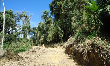 VENDO FUNDO DE 245 HA. EN LA MERCED - CHANCHAMAYO