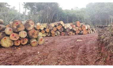 VENDO FUNDO DE 245 HA. EN LA MERCED - CHANCHAMAYO