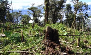 VENDO FUNDO DE 245 HA. EN LA MERCED - CHANCHAMAYO