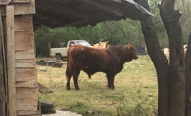 Rancho en Los Ramones, N.L.  en Venta de 731ha  $35,000/ha Negociable