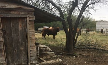 Rancho en Los Ramones, N.L.  en Venta de 731ha  $35,000/ha Negociable