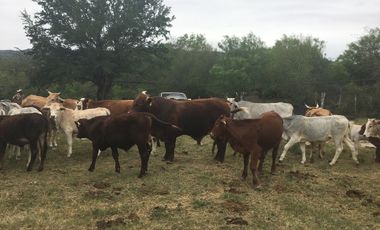 Rancho en Los Ramones, N.L.  en Venta de 731ha  $35,000/ha Negociable