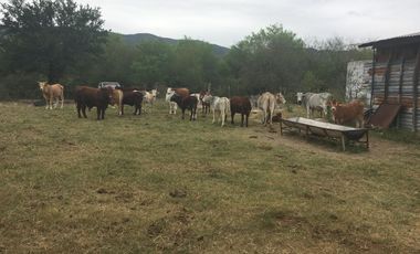 Rancho en Los Ramones, N.L.  en Venta de 731ha  $35,000/ha Negociable