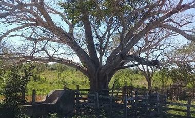 ¡OPORTUNIDAD DE VENTA.¡ RANCHO GANADERO, CHEMAX, YUCATAN; TIENE 2 CENOTES
