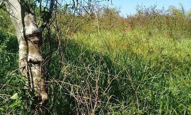 ¡OPORTUNIDAD DE VENTA.¡ RANCHO GANADERO, CHEMAX, YUCATAN; TIENE 2 CENOTES