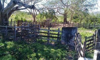 ¡OPORTUNIDAD DE VENTA.¡ RANCHO GANADERO, CHEMAX, YUCATAN; TIENE 2 CENOTES