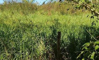 ¡OPORTUNIDAD DE VENTA.¡ RANCHO GANADERO, CHEMAX, YUCATAN; TIENE 2 CENOTES