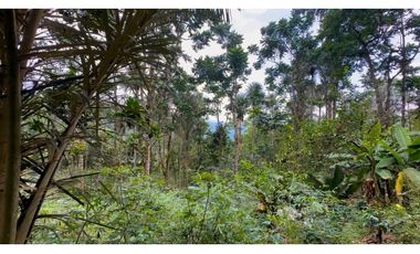 La Vega C/marca - Finca 40 hectáreas en venta 🌿