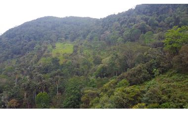 La Vega C/marca - Finca 40 hectáreas en venta 🌿