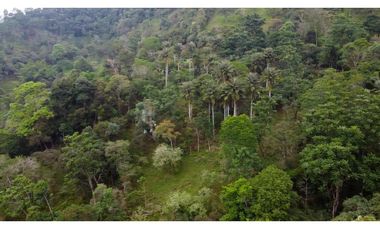 La Vega C/marca - Finca 40 hectáreas en venta 🌿