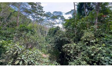 La Vega C/marca - Finca 40 hectáreas en venta 🌿