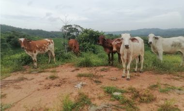 Terreno en venta  50 Has-Cañita de Chepo (BO)