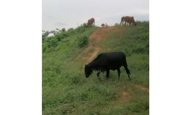 Terreno en venta  50 Has-Cañita de Chepo (BO)