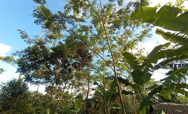 Jual Murah tanah kebun nempel jalan desa cocok investasi kebun desa Kertasari Bojong Purwakarta Jawa Barat