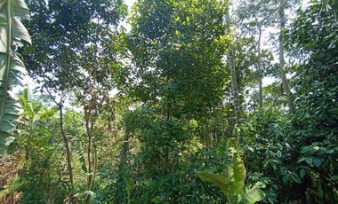 Jual Murah tanah kebun nempel jalan desa cocok investasi kebun desa Kertasari Bojong Purwakarta Jawa Barat