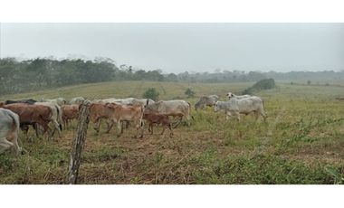 VENDO FINCA EN TORTI