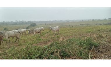 VENDO FINCA EN TORTI