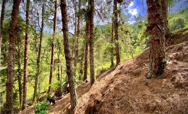 Venta o Renta Finca Parcelacion El Retiro