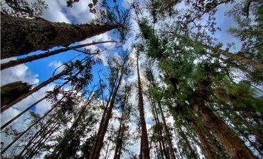 Venta o Renta Finca Parcelacion El Retiro