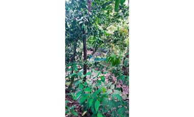En venta hermosa finca con casa incluida, para proyecto turístico/agro