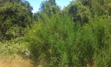 Sitio en Venta en https://maps.app.goo.gl/EvujfFLUNPR2A----