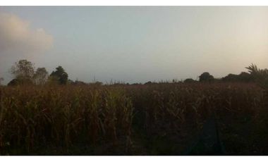 4 HECTREAS EN LA COROZA ARGENTINA