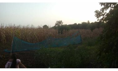 4 HECTREAS EN LA COROZA ARGENTINA