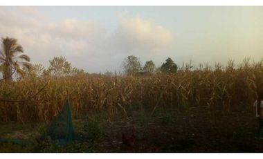 4 HECTREAS EN LA COROZA ARGENTINA