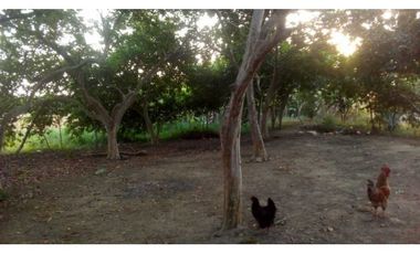 4 HECTREAS EN LA COROZA ARGENTINA