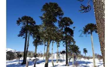 Parque natural de parcelas 80,5 ha en Melipeuco