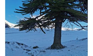 Parque natural de parcelas 80,5 ha en Melipeuco