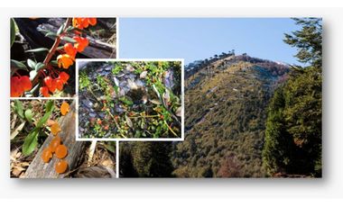 Parque natural de parcelas 80,5 ha en Melipeuco