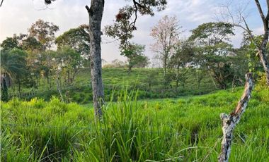 VENDO 28HECTARES LECHERIA