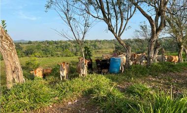 VENDO 28HECTARES LECHERIA