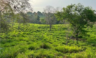 VENDO 28HECTARES LECHERIA