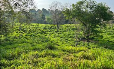 VENDO 28HECTARES LECHERIA